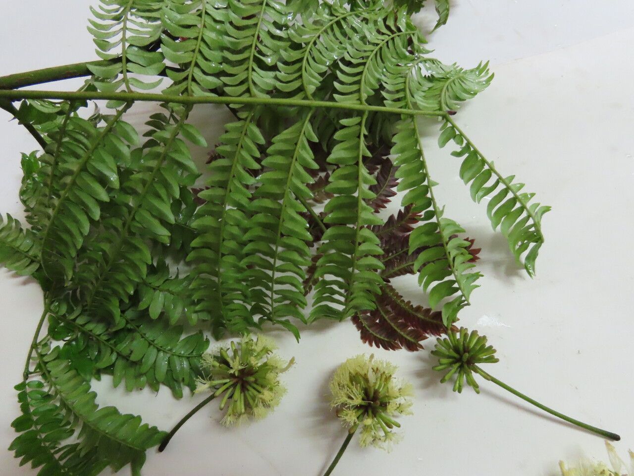 Cojoba costaricensis leaf