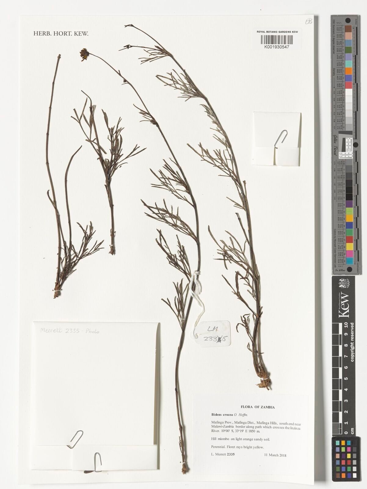 Bidens crocea — houseplant care guide