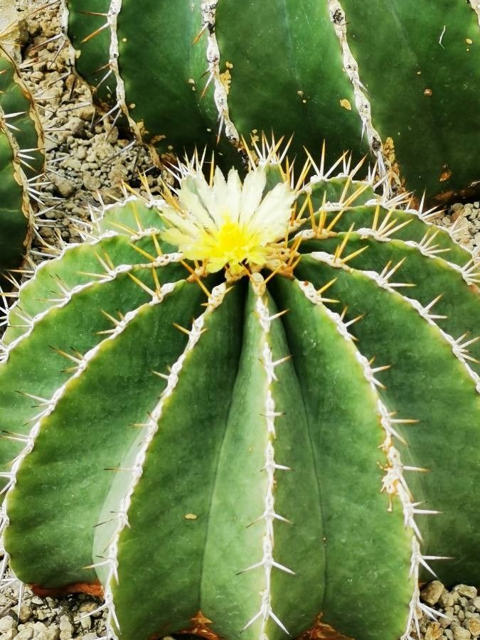 Leuchtenbergia principis flower