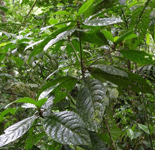 Ruellia palustris other