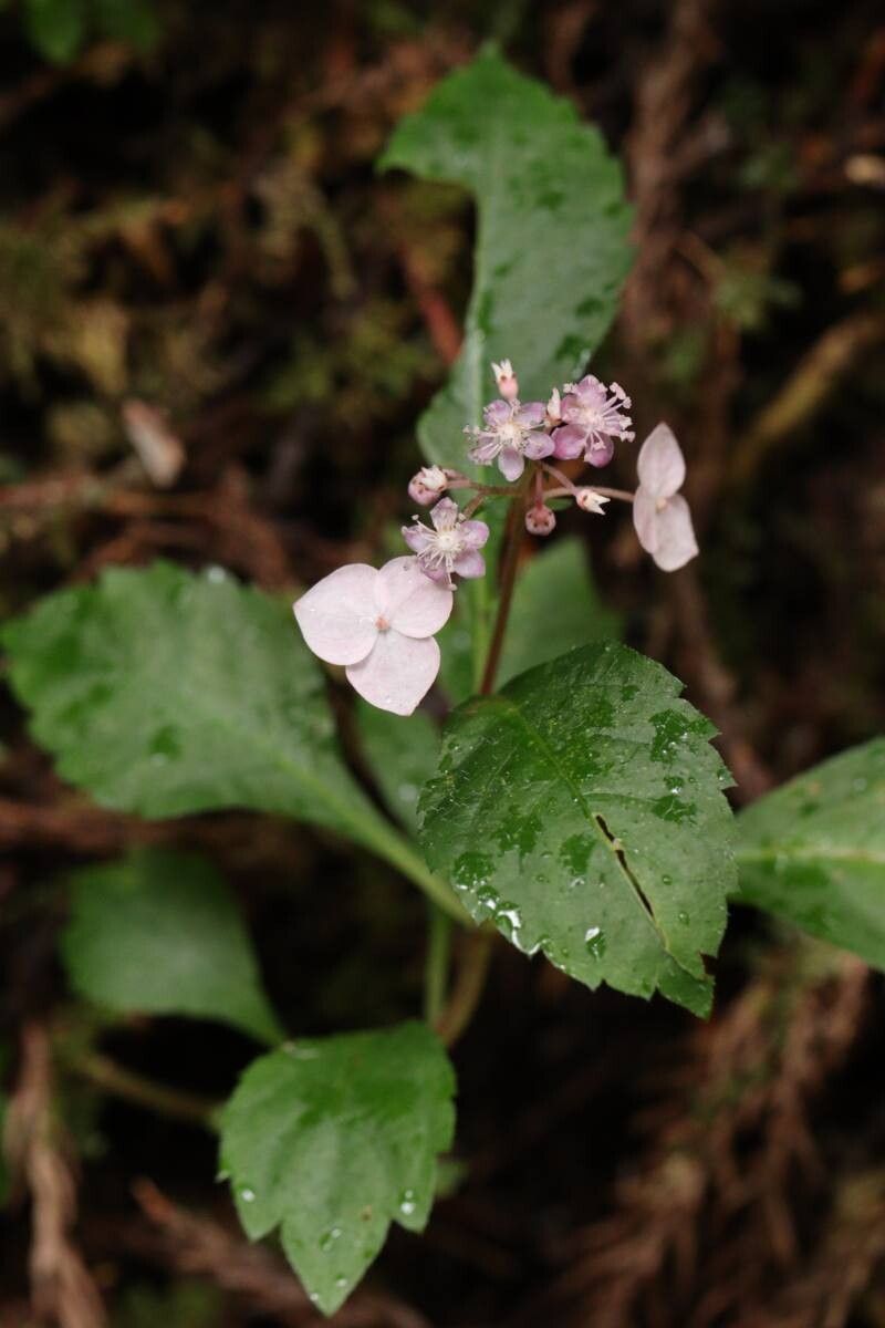 Hydrangea alternifolia flower
