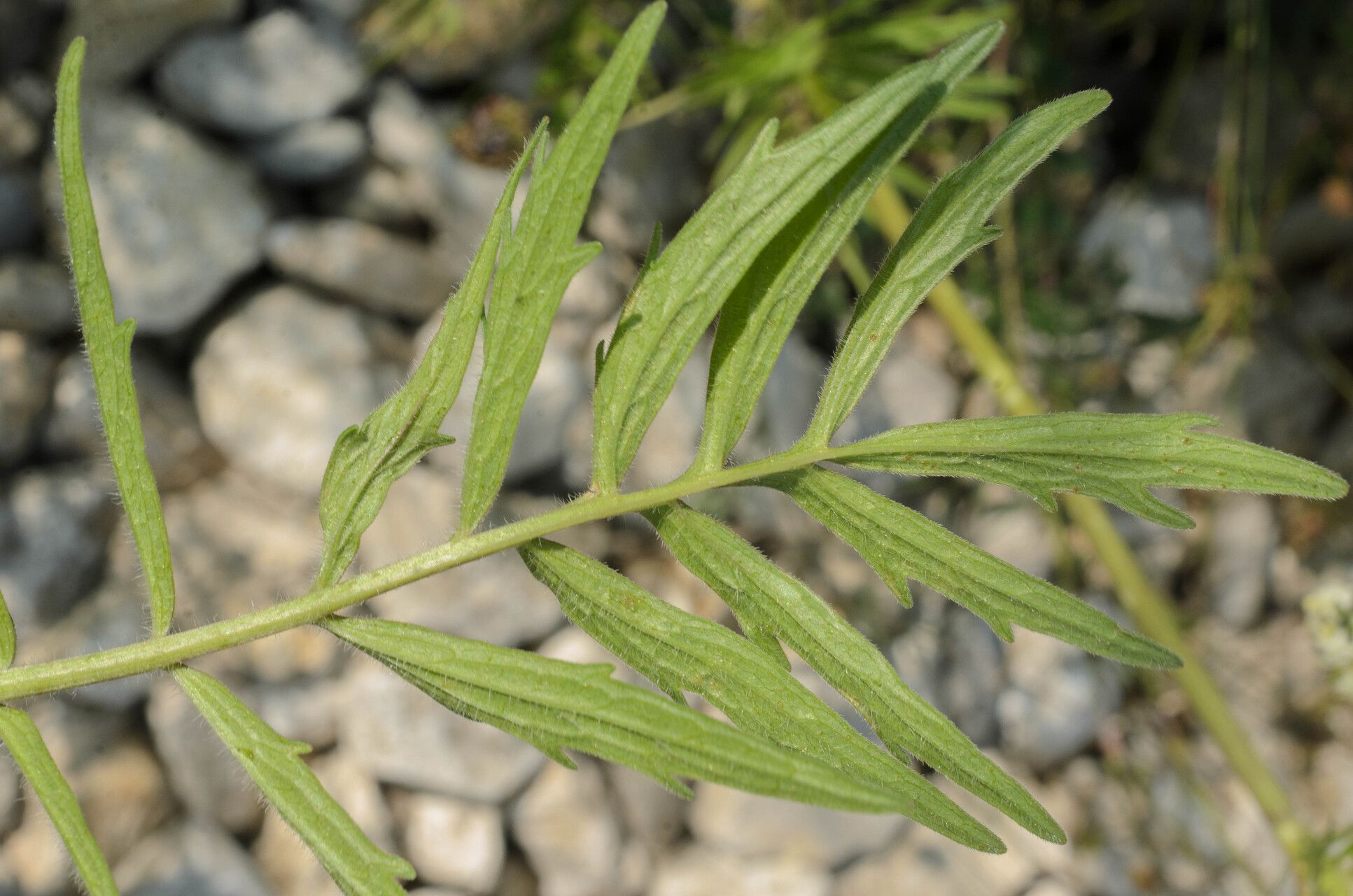 Valeriana stolonifera leaf