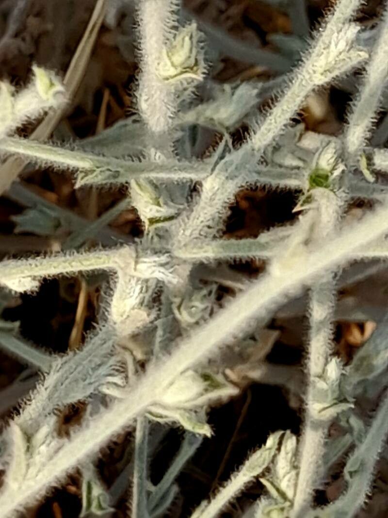 Convolvulus prostratus bark