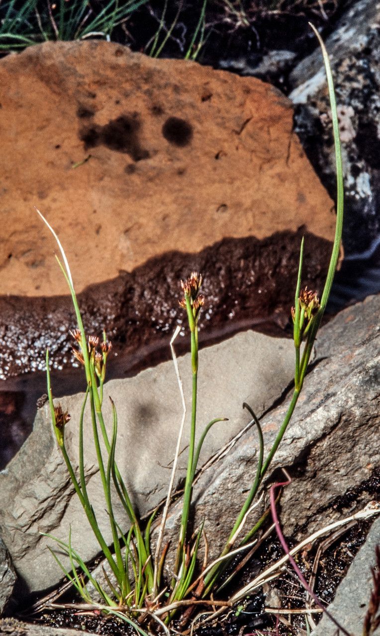 Juncus castaneus habit