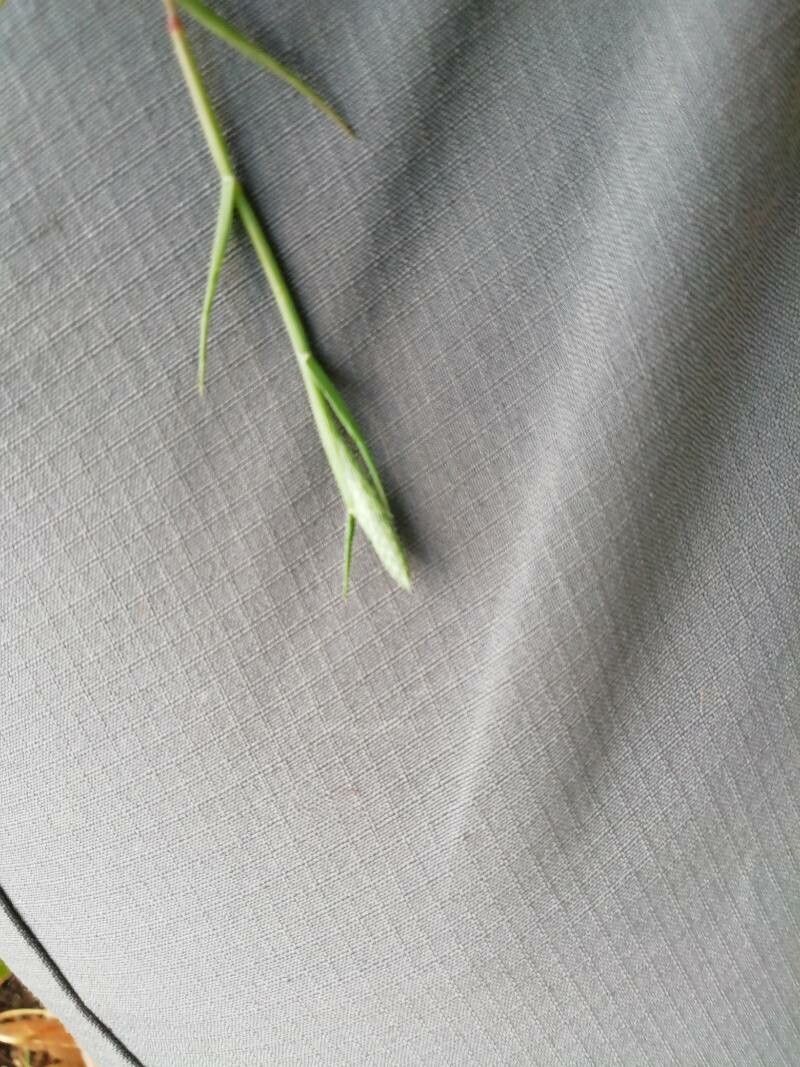 Crypsis alopecuroides flower