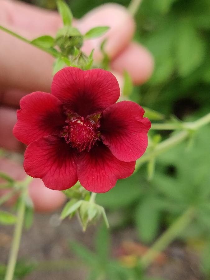Potentilla thurberi flower