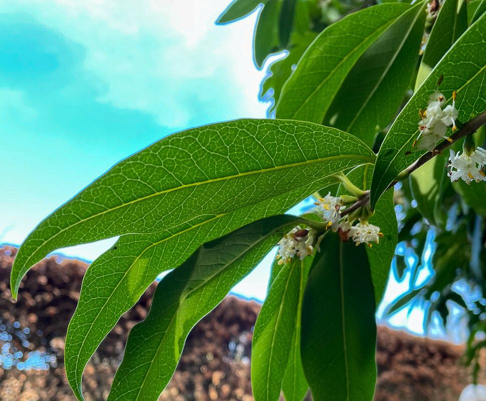 Osmanthus decorus flower