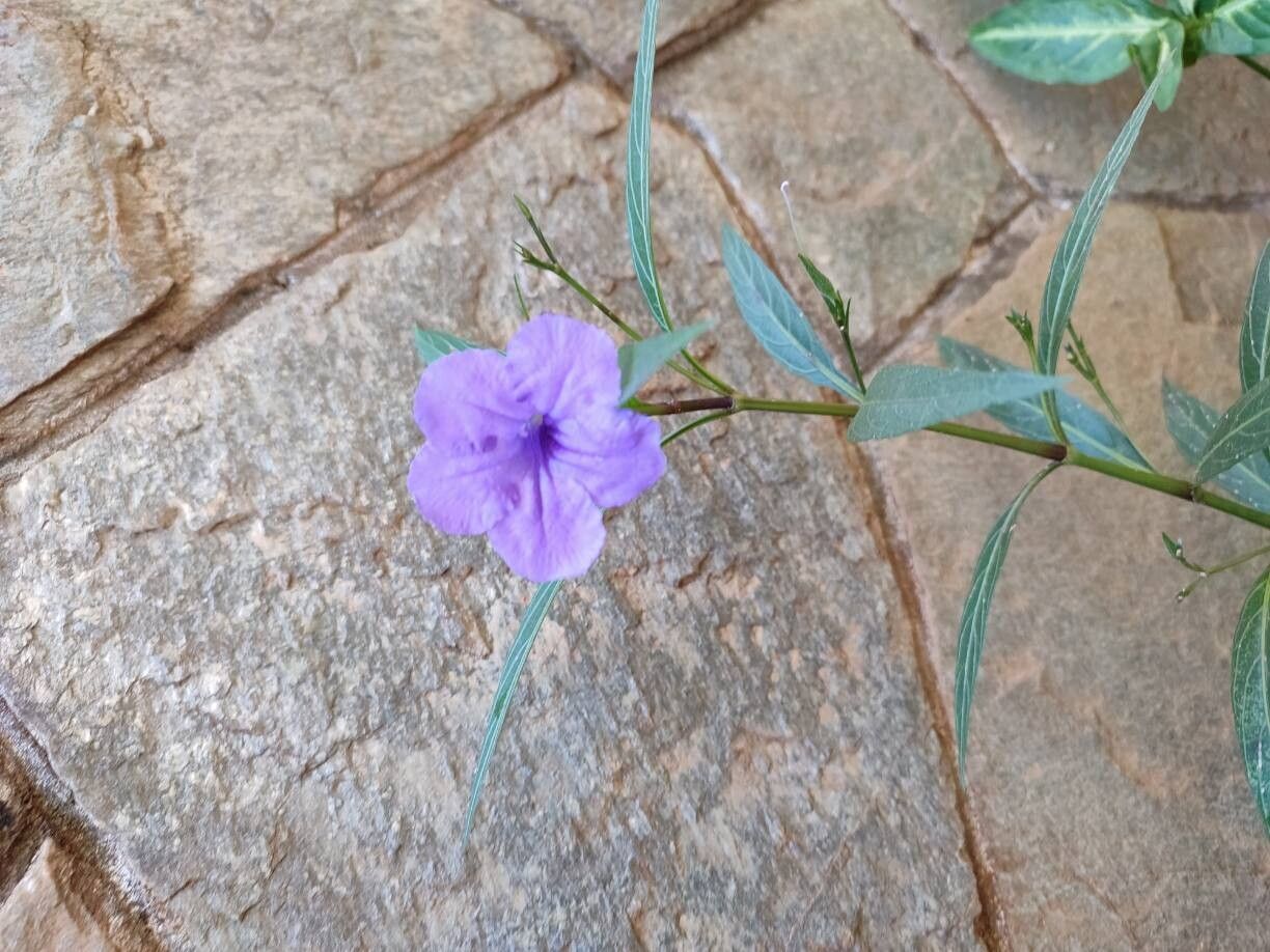 Ruellia brachysiphon — search result for 'Ruellia'