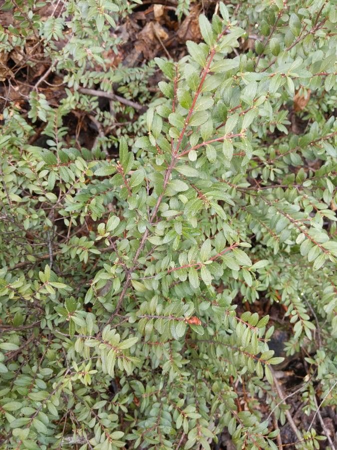 Paxistima myrsinites leaf