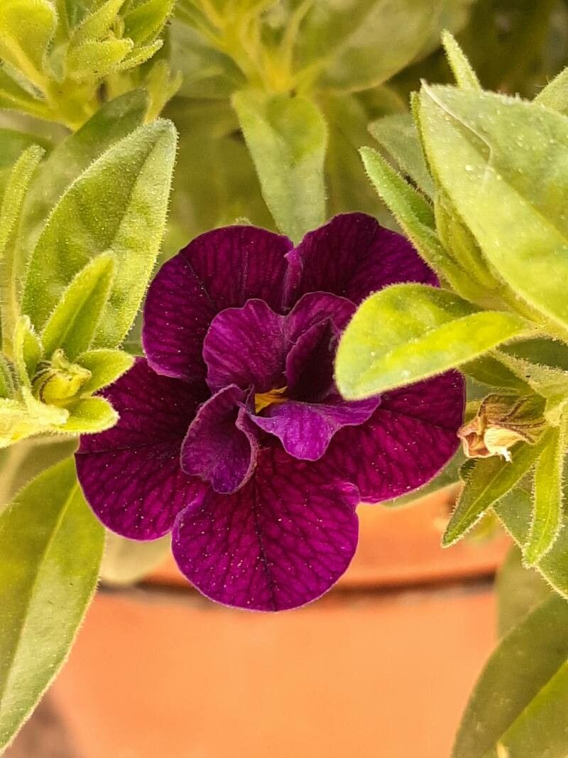 Anchusa officinalis x Anchusa undulata subsp. hybrida flower