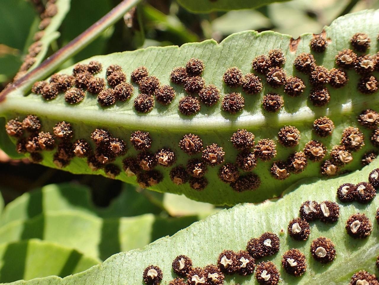 Dryopteris sieboldii leaf