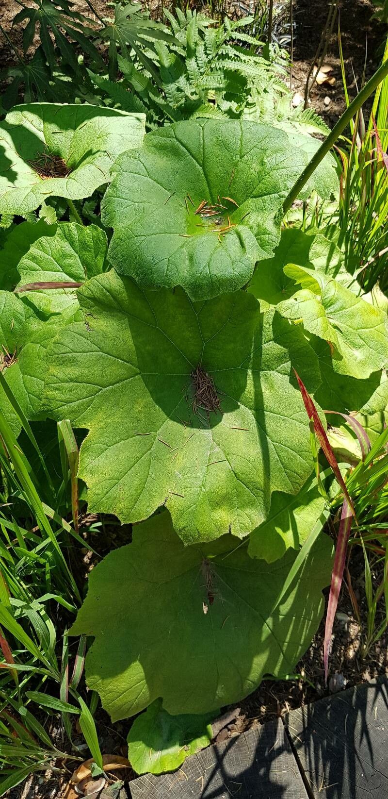 Astilboides tabularis leaf