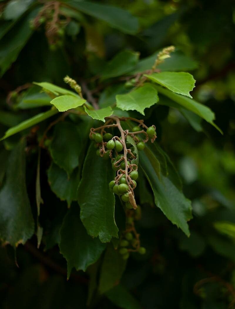 Microcos paniculata fruit