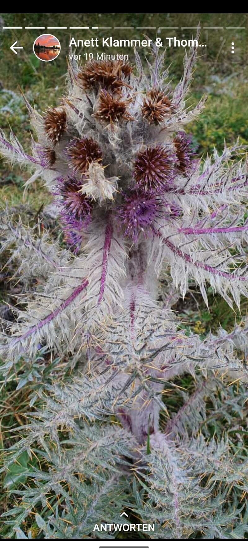 Schmalhausenia nidulans — search result for 'Uzbekistan'