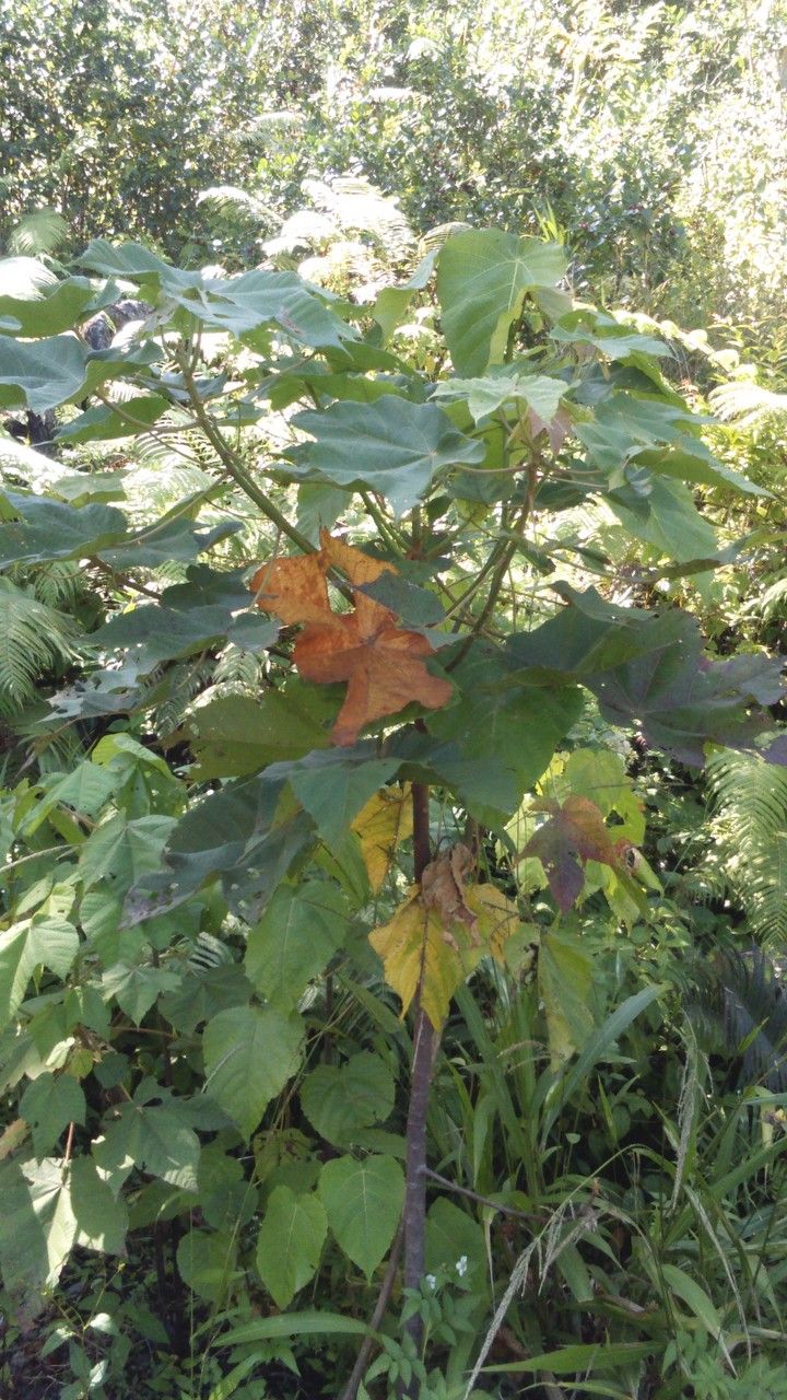 Dombeya condensata other