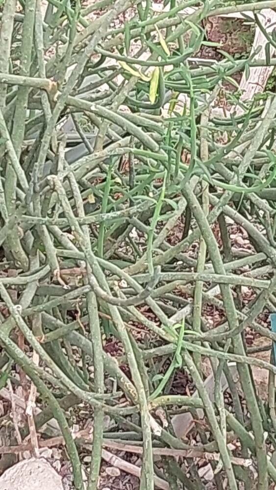 Euphorbia gummifera leaf