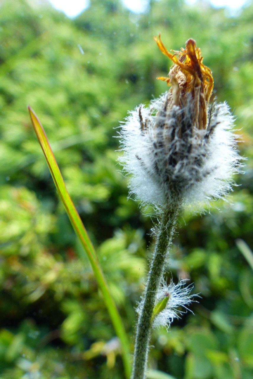 Hieracium piliferum fruit