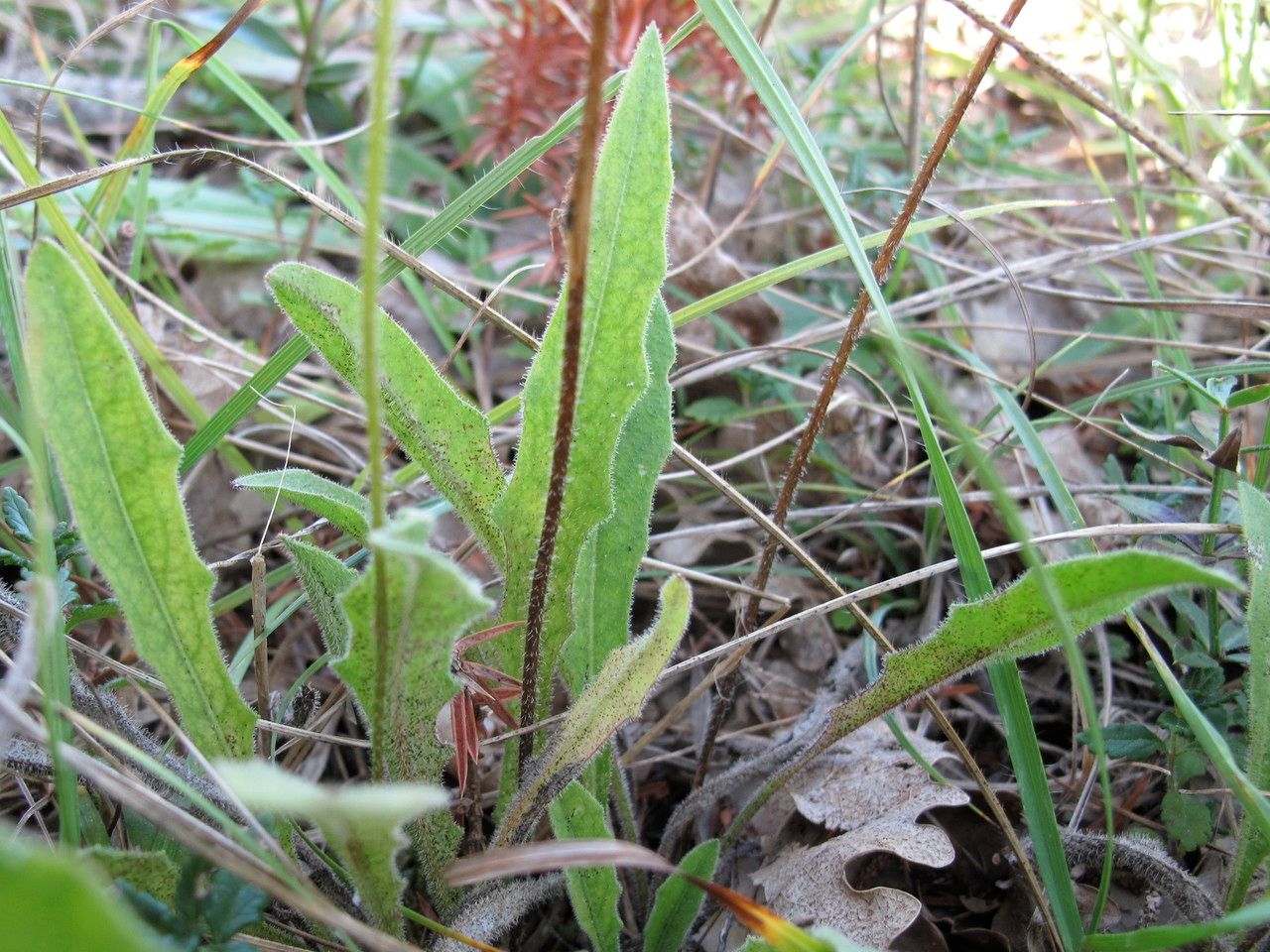 Leontodon hirtus leaf