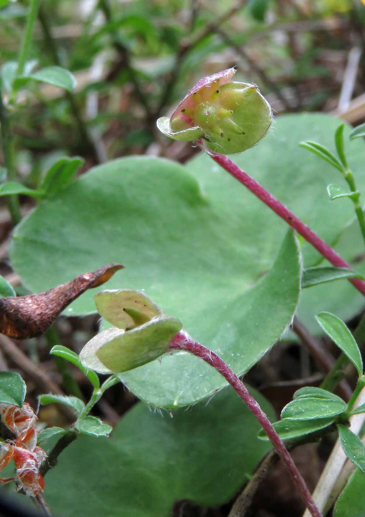Anemone hepatica fruit