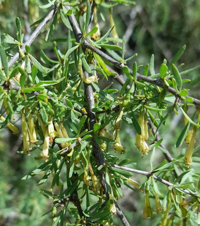 Lycium gilliesianum flower