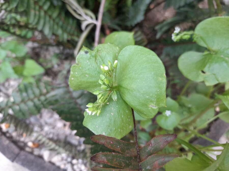 Claytonia parviflora leaf