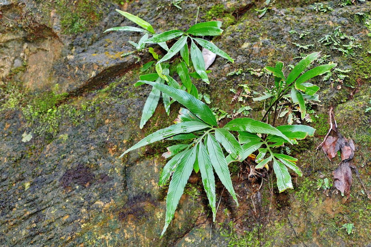 Asplenium oligolepidum habit