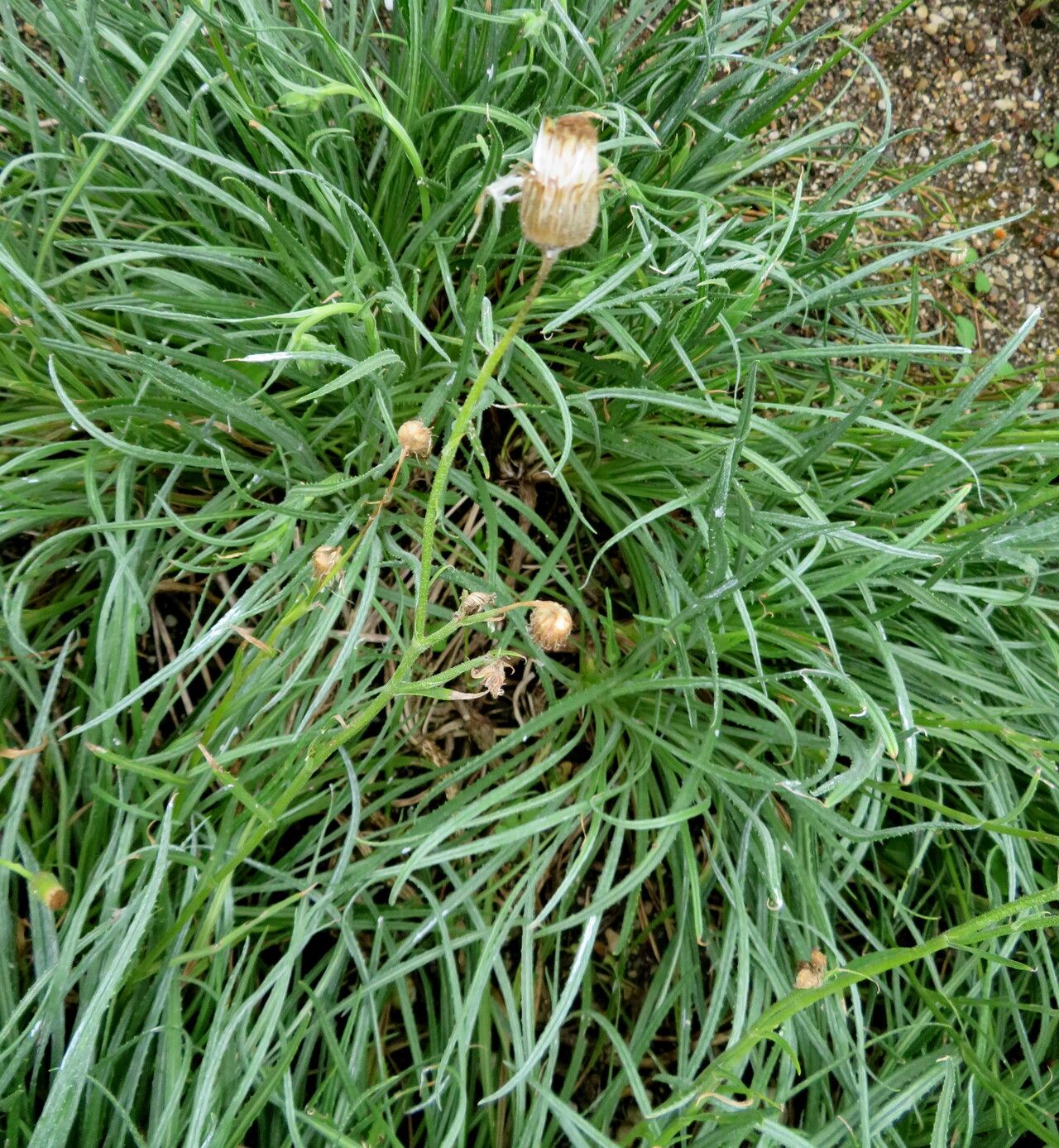 Senecio asperulus — houseplant care guide
