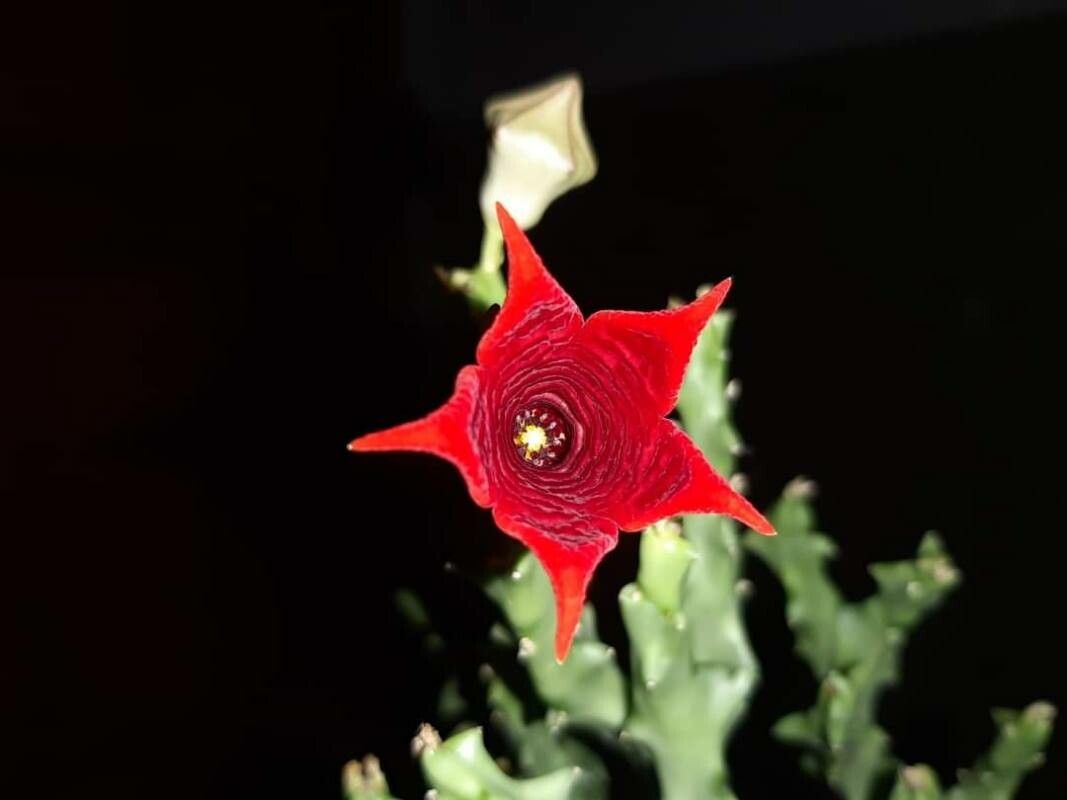 Caralluma socotrana flower