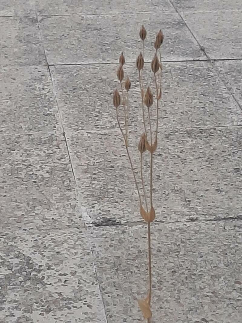 Blackstonia imperfoliata fruit