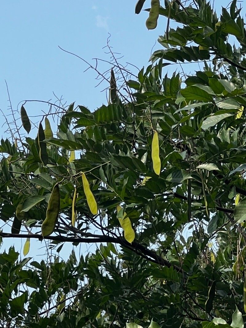 Millettia laurentii fruit