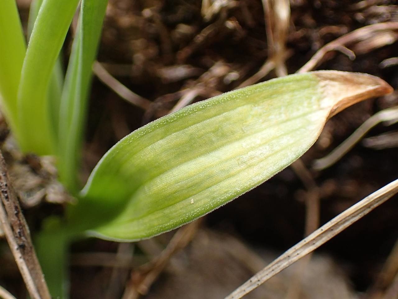 Gymnadenia rhellicani — houseplant care guide