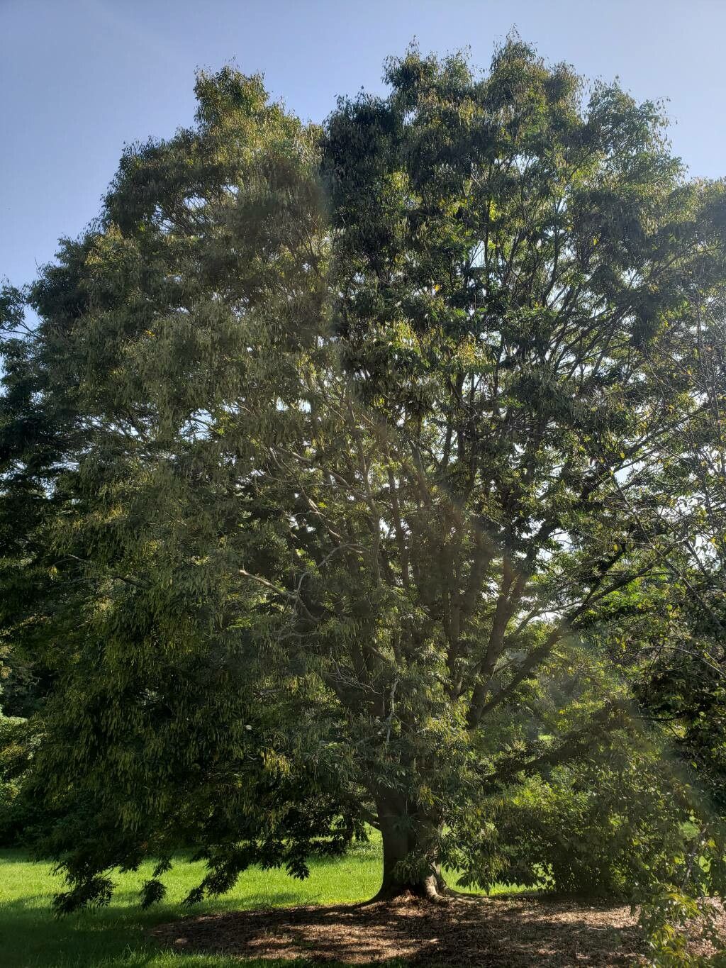 Platyosprion platycarpum habit