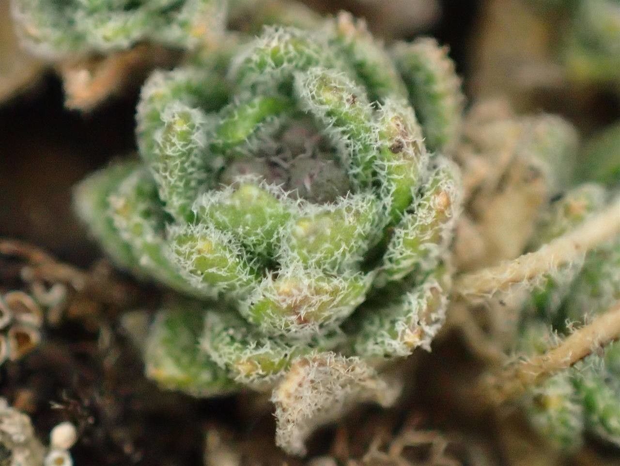 Draba tomentosa habit