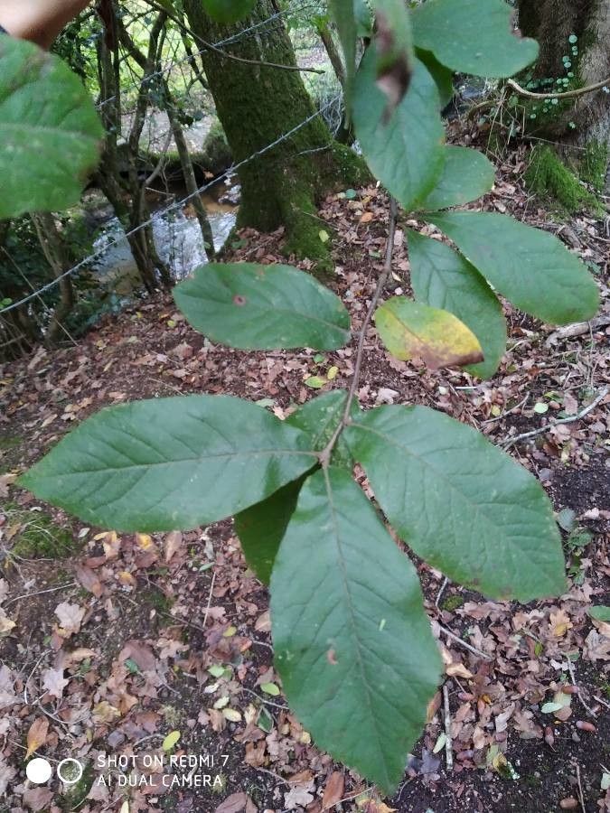 Carya tomentosa — search result for 'Carya'