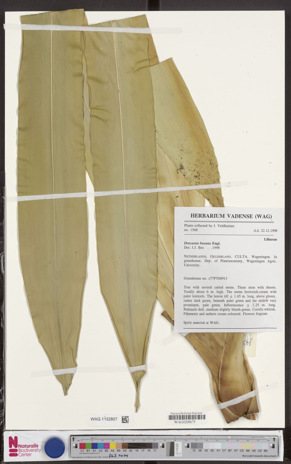 Dracaena bueana — search result for 'Dracaena'