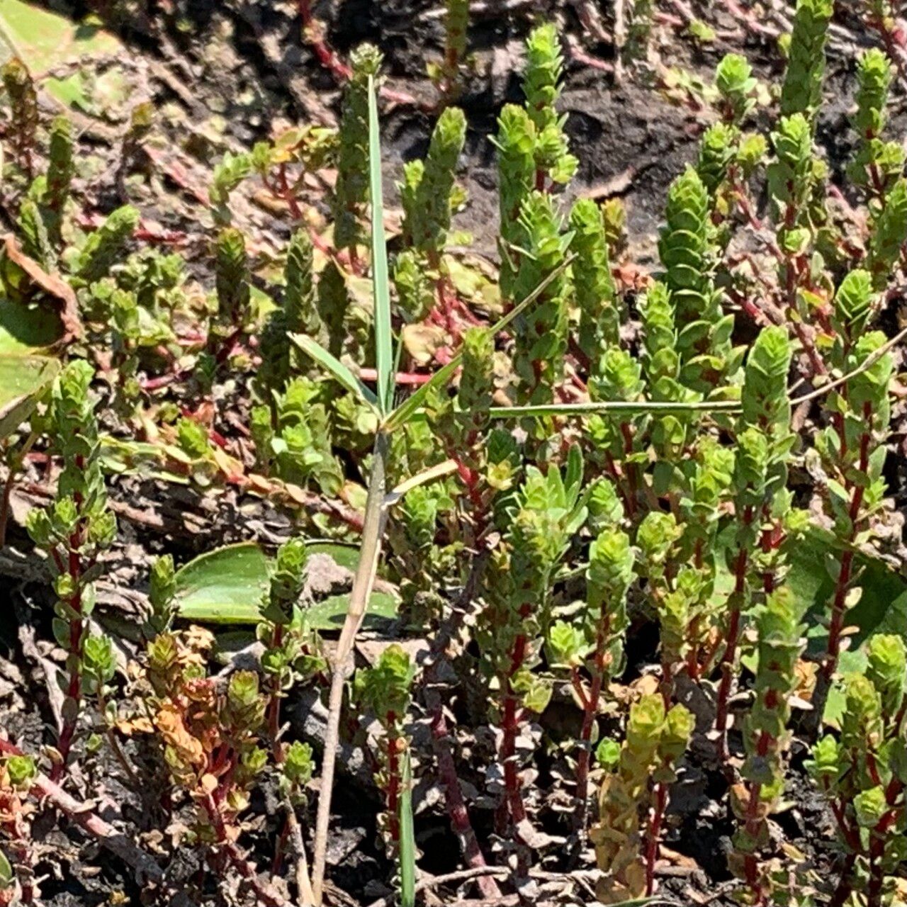 Rotala filiformis — related species from the same genus