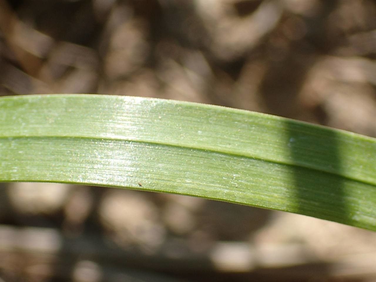 Hierochloe odorata leaf