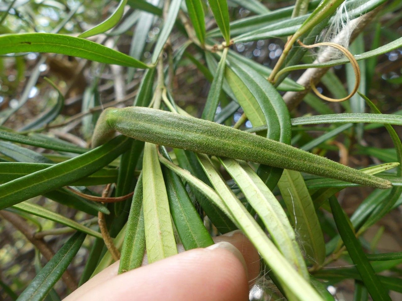 Secamone volubilis fruit