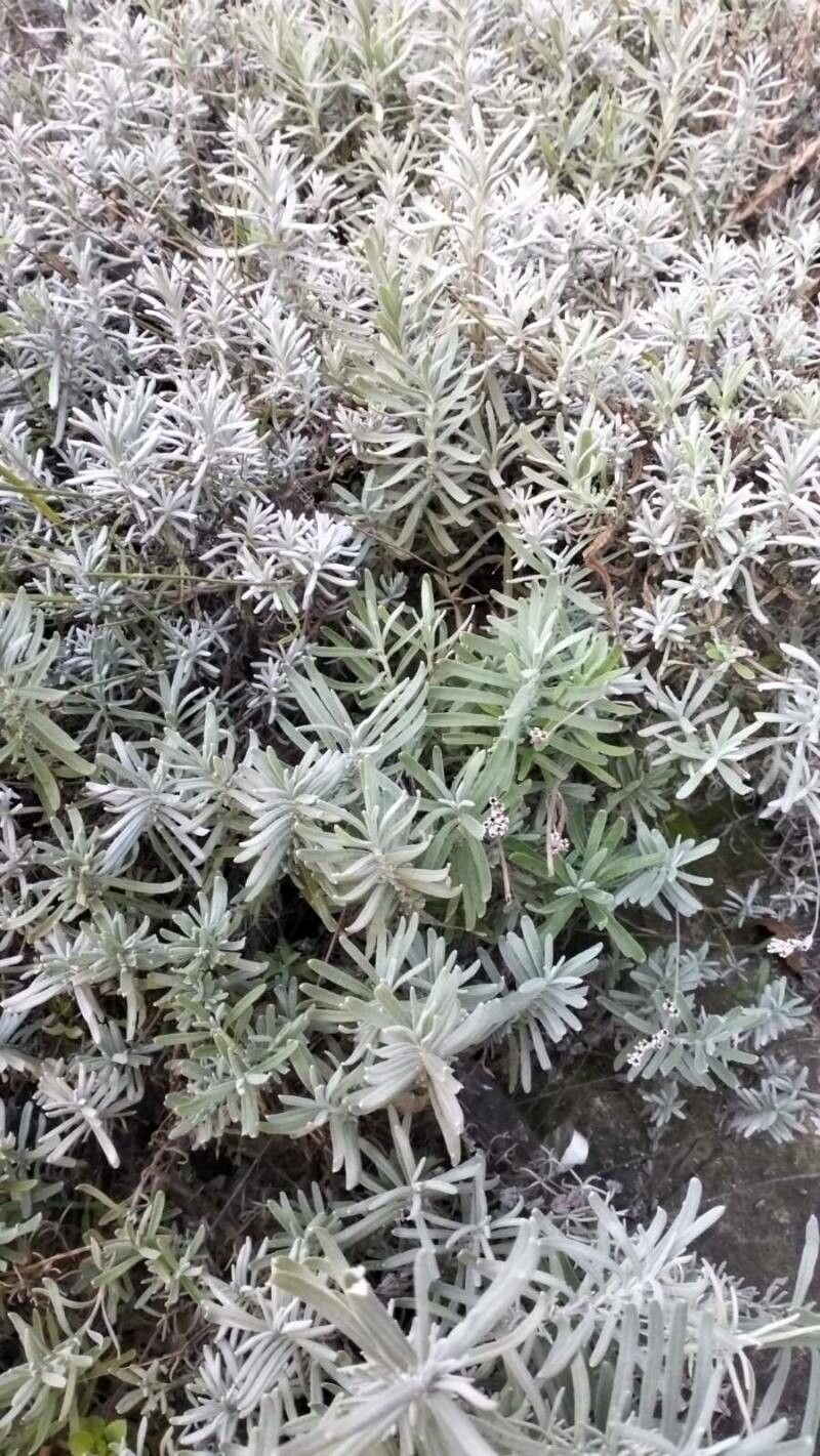 Lavandula lanata flower