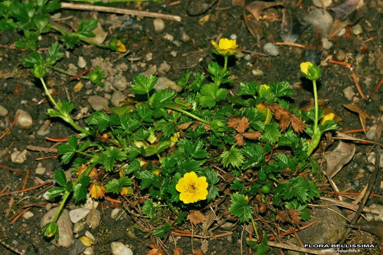 Potentilla brauneana habit