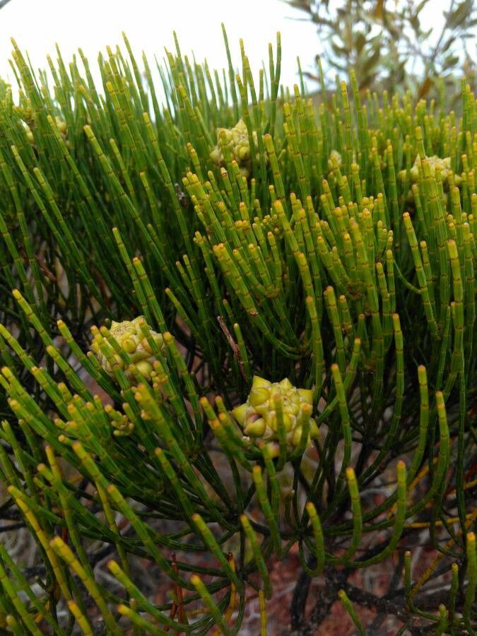 Gymnostoma leucodon — search result for 'Gymnostoma'