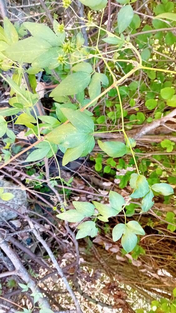 Clematis campaniflora — search result for 'Clematis'