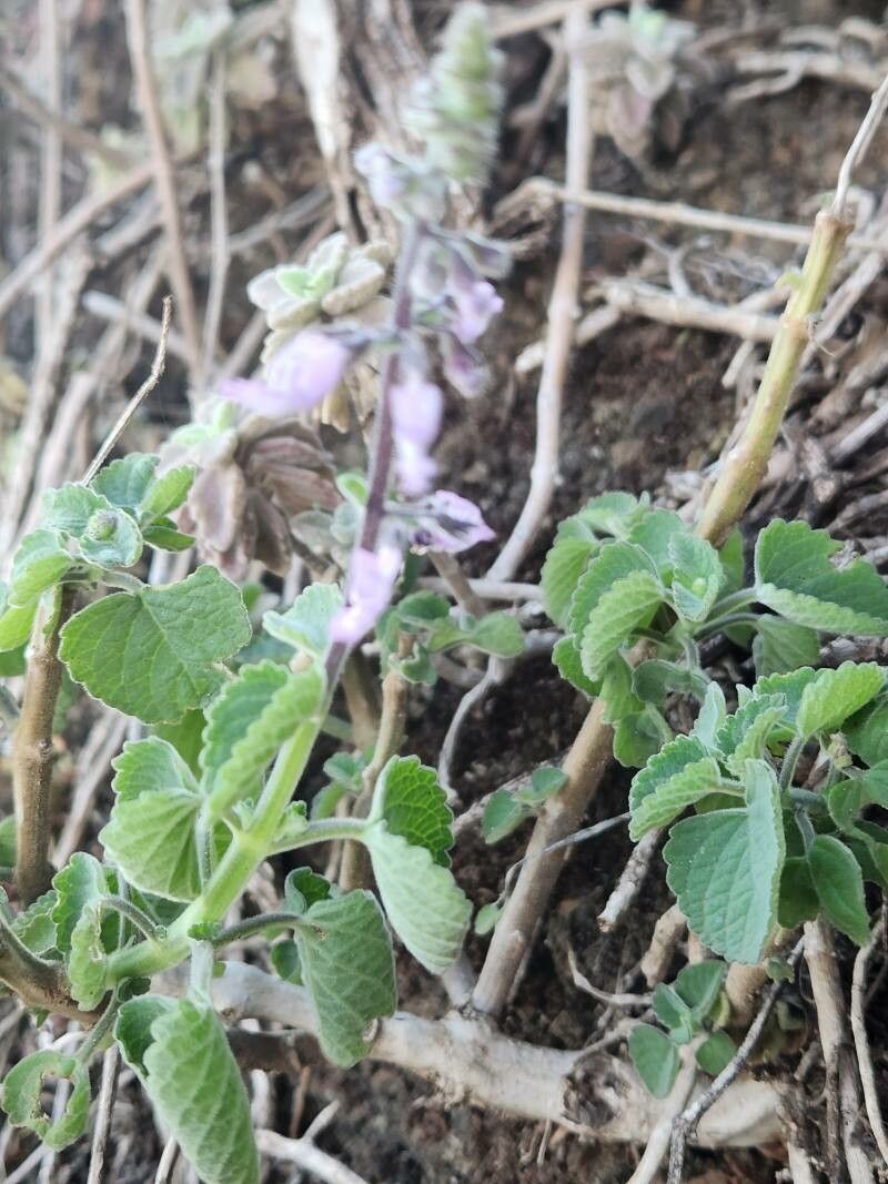 Coleus lactiflorus flower