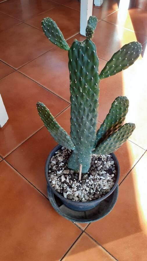 Consolea rubescens flower