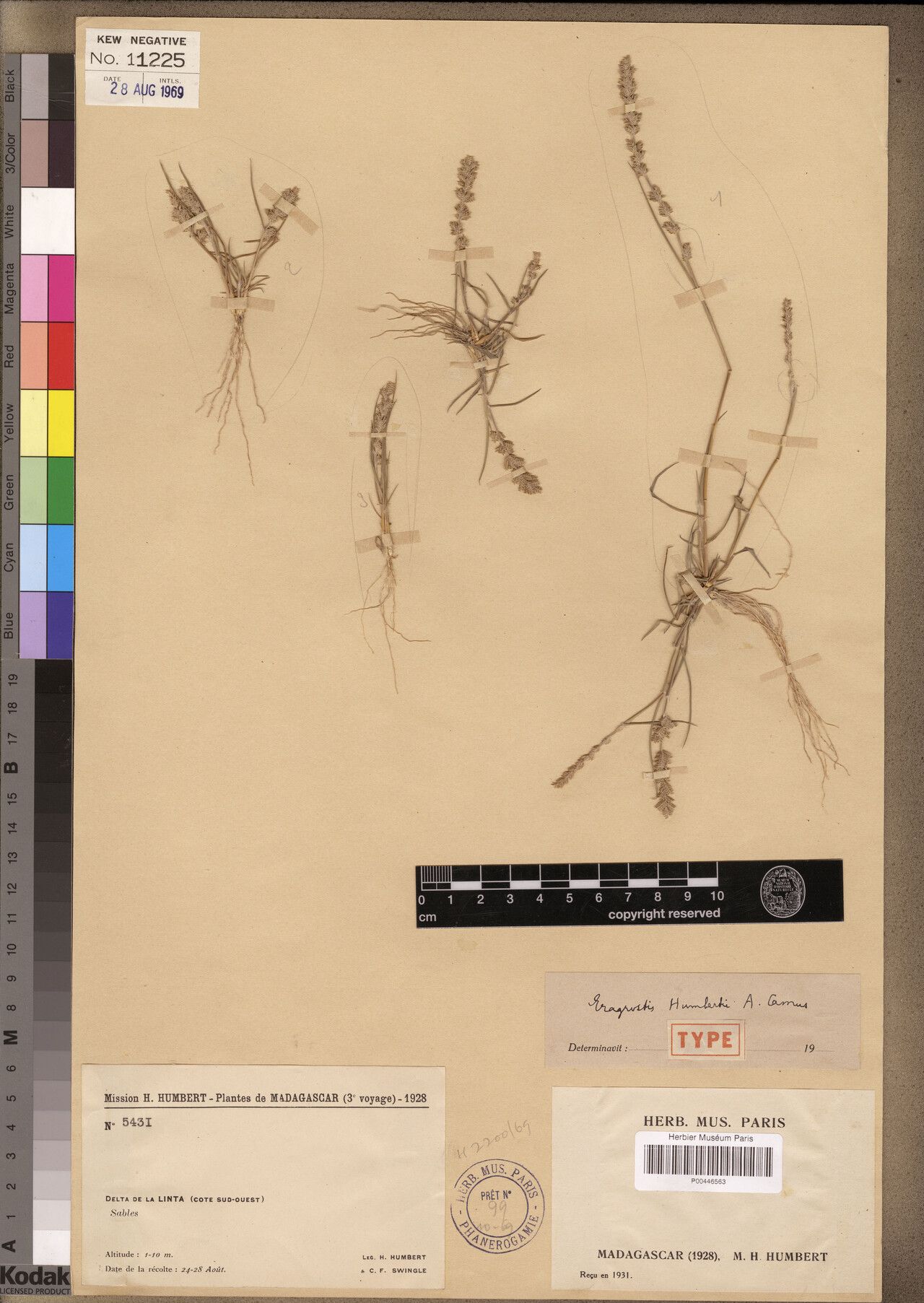 Eragrostis humbertii — search result for 'Eragrostis'