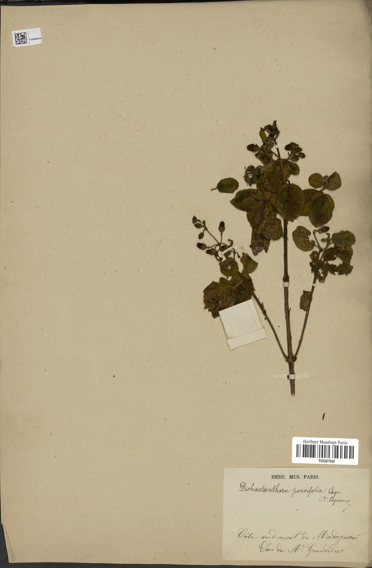 Dichaetanthera parvifolia — houseplant care guide