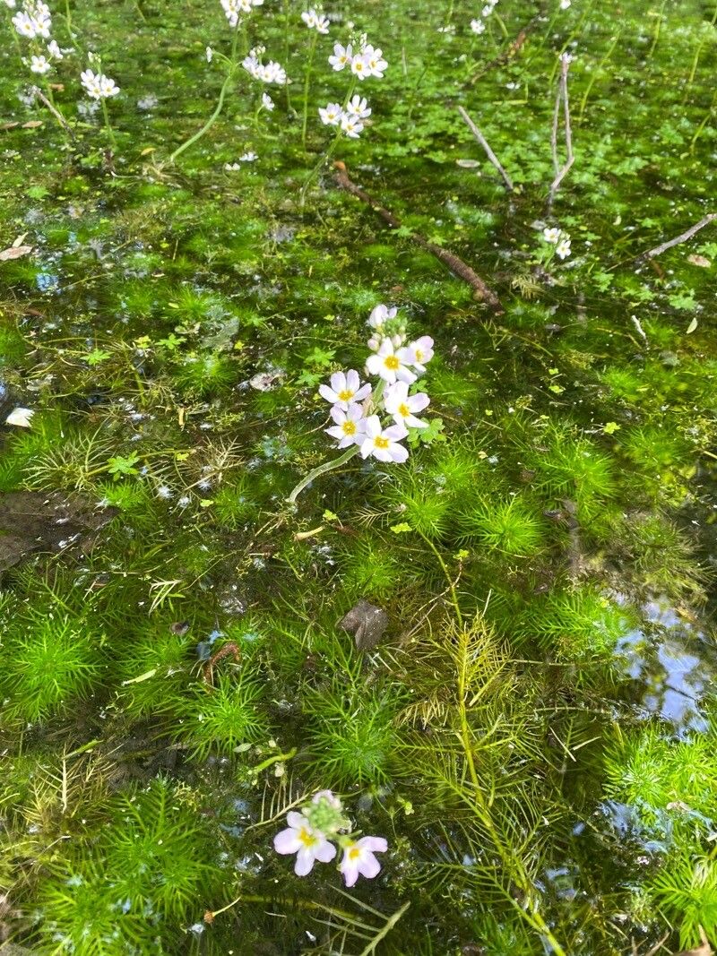 Hottonia palustris habit