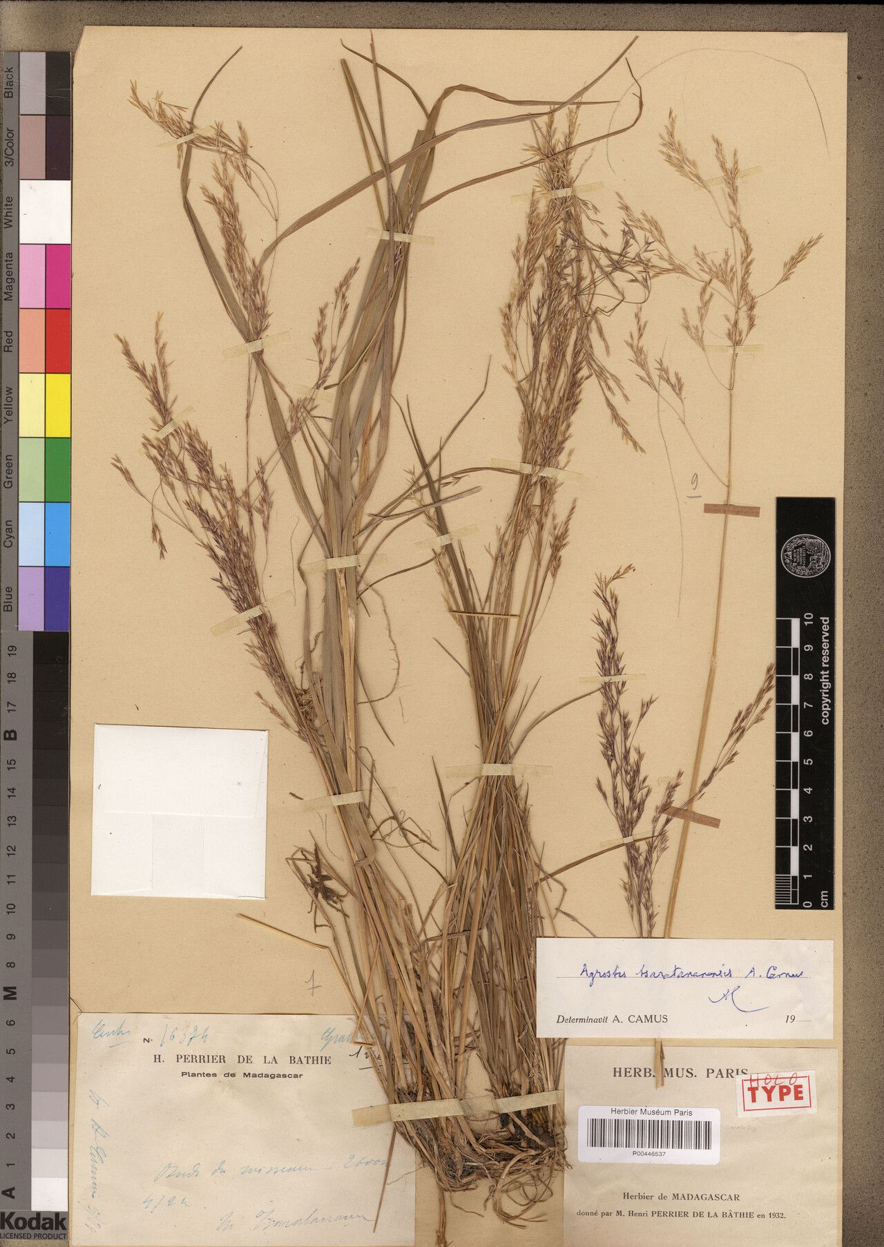 Agrostis tsaratananensis — houseplant care guide