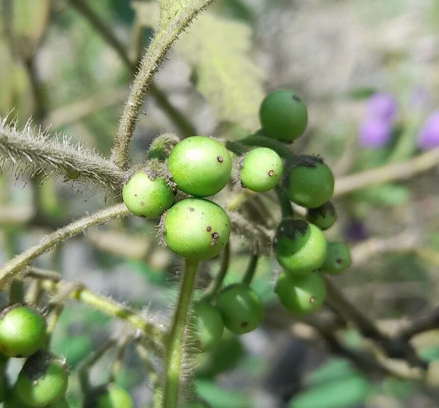 Solanum fiebrigii fruit