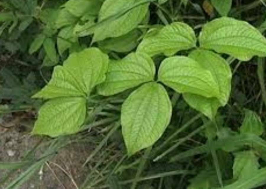 Dioscorea hispida leaf